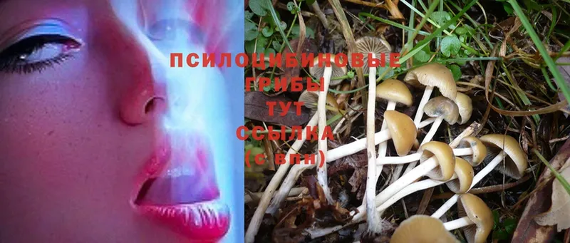 где можно купить   Козьмодемьянск  Псилоцибиновые грибы Magic Shrooms 